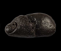 Shark Coprolite | Buried Treasure Fossils