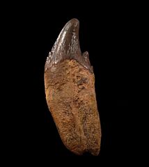 Zygorhiza tooth for sale | Buried Treasure Fossils