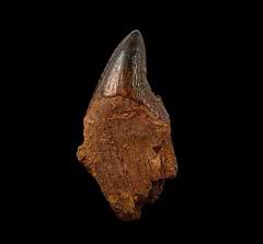 Archaeocete whale tooth for sale | Buried Treasure Fossils