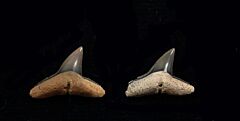 Carcharhinus priscus (Eocene)                     