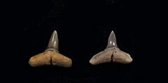 Carcharhinus priscus          (Eocene)                     
