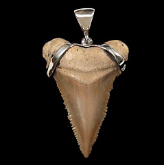 Beaded Great White shark tooth necklace for sale | Buried Treasure Fossils