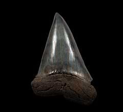 Extra Large Isurus hastalis shark tooth for sale | Buried Treasure Fossils