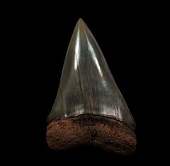 Black SC Big-tooth Mako tooth for sale | Buried Treasure Fossils