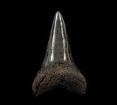 Real SC hastalis tooth for sale | Buried Treasure Fossils