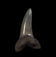 Isurus desori tooth for sale | Buried Treasure Fossils