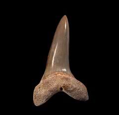 Big Isurus desori tooth for sale | Buried Treasure Fossils