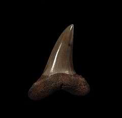 Real So. Carolina Isurus desori tooth for sale | Buried Treasure Fossils