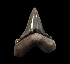 Big So. Carolina Auriculatus tooth for sale | Buried Treasure Fossils