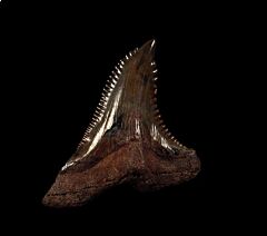 Extra Large Hemipristis tooth for sale | Buried Treasure Fossils