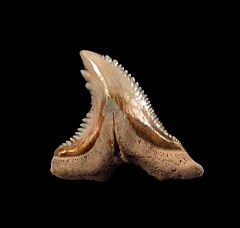 SC Miocene Hemipristis serra tooth for sale | Buried Treasure Fossils