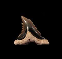 Cheap Hemipristis tooth for sale | Buried Treasure Fossils