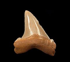 Colorful SC Angustidens tooth for sale | Buried Treasure Fossils