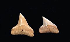 Carcharhinus plumbeus                                           