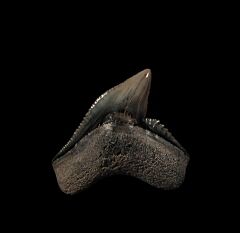 Real So Carolina Tiger shark tooth for sale | Buried Treasure Fossils