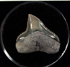 Rare So. Carolina Bull shark tooth for sale | Buried Treasure Fossils