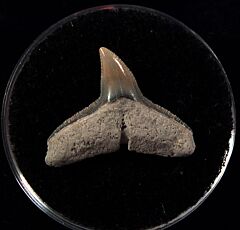 Real So. Carolina Carcharhinus leucas tooth for sale | Buried Treasure Fossils