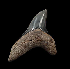 Rare Alopias grandis tooth for sale | Buried Treasure Fossils