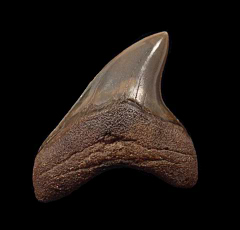 Rare Alopias grandis tooth for sale | Buried Treasure Fossils