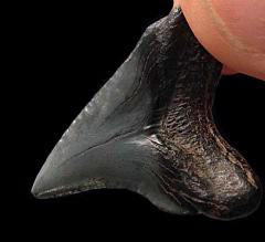 Trigonotodus alteri tooth for sale | Buried Treasure Fossils