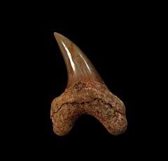 Rare early Parotodus benedeni tooth for sale | Buried Treasure Fossils