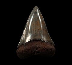 Golden Tan  So. Carolina Great White shark tooth for sale | Buried Treasure Fossils