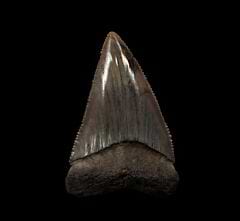 Extra Large So. Carolina Great White shark tooth for sale | Buried Treasure Fossils