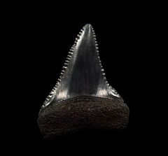 Quality So. Carolina Great White shark tooth for sale | Buried Treasure Fossils