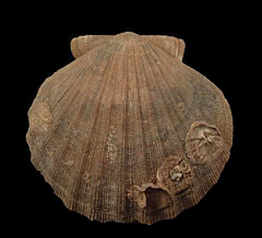 Chesapecten nefrens | Buried Treasure Fossils