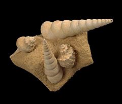 Turritella and Gastropod Display | Buried Treasure Fossils