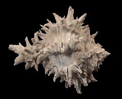 Muricanthus hertweckorum | Buried Treasure Fossils