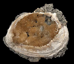Mercenaria permagna Display | Buried Treasure Fossils