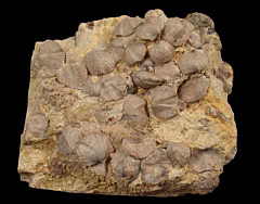 Orthstrophia strophomenoides - Brachiopods | Buried Treasure Fossils
