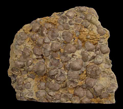 Orthstrophia strophomenoides - Brachiopod Display  | Buried Treasure Fossils