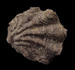 Ostrea nicaisea - Oyster | Buried Treasure Fossils