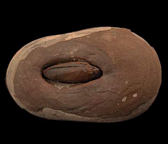 Edmonica sp. - Clam | Buried Treasure Fossils