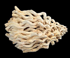 Vermicularia recta