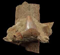 Extra Large STH Isurus hastalis shark tooth for sale | Buried Treasure Fossils