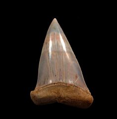 Extra Large Bakersfield Mako tooth for sale | Buried Treasure Fossils