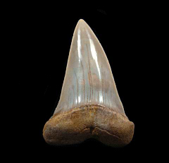 Sharktooth Hill Big-tooth Mako shark tooth for sale | Buried Treasure Fossils