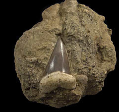 Big Sharktooth Hill Carcharodon hastalis tooth for sale | Buried Treasure Fossils