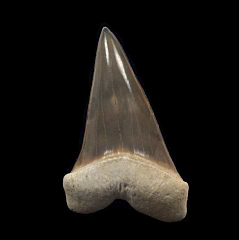 Sharktooth Hill Mako shark tooth for sale | Buried Treasure Fossils