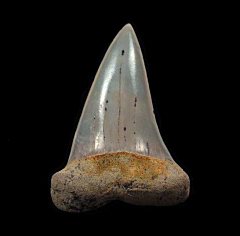Sharktooth Hill Isurus hastalis tooth for sale | Buried Treasure Fossils
