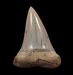 Real Sharktooth Hill Mako shark tooth for sale | Buried Treasure Fossils