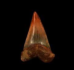 Fire Zone Mako shark tooth for sale | Buried Treasure Fossils