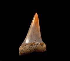 Colorful Sharktooth Hill Isurus hastalis tooth for sale | Buried Treasure Fossils