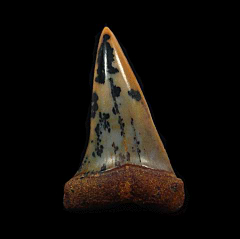 Colorful Round Mountain Silt Isurus hastalis tooth for sale | Buried Treasure Fossils