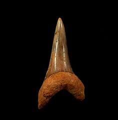 California Hastalis tooth for sale | Buried Treasure Fossils