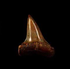 Colorful Sharktooth Hill Big-tooth Mako shark tooth for sale | Buried Treasure Fossils