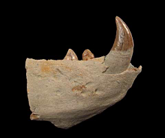 Sharktooth Hill Allodesmus jaw section for sale | Buried Treasure Fossil